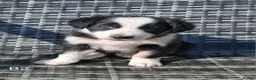 Border Collie dogs for sale: Beautiful Tri Colour Border Collie Puppies 🐶  - Advert 19