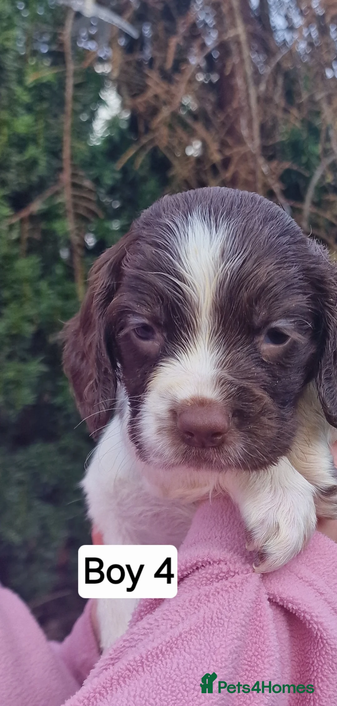 English Springer Spaniel dogs for sale: 8 pups for sale - Advert 14