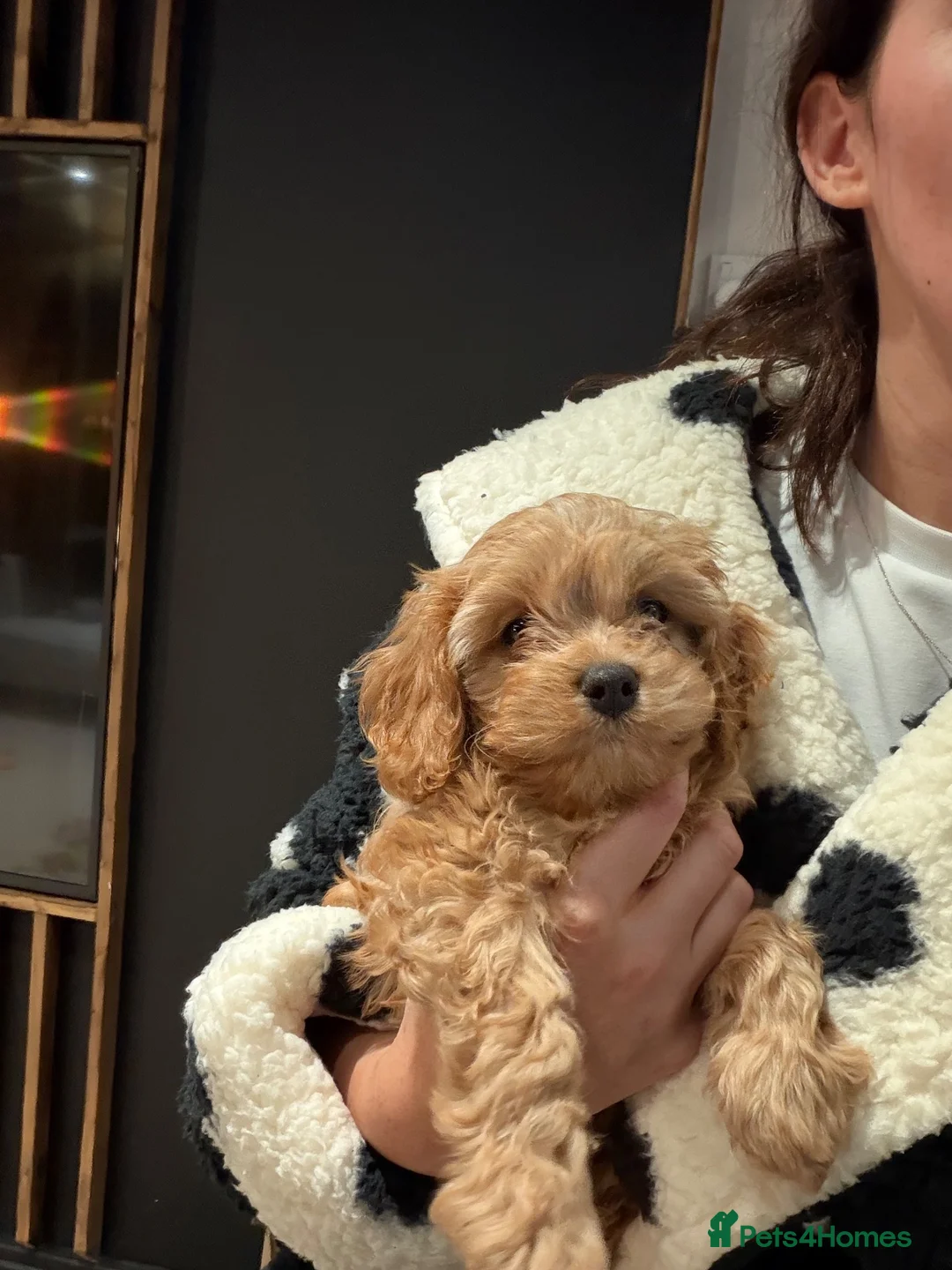 Cavapoo dogs for sale: Beautiful Apricot Cavapoo (Backcross Cavalier) - Advert 1