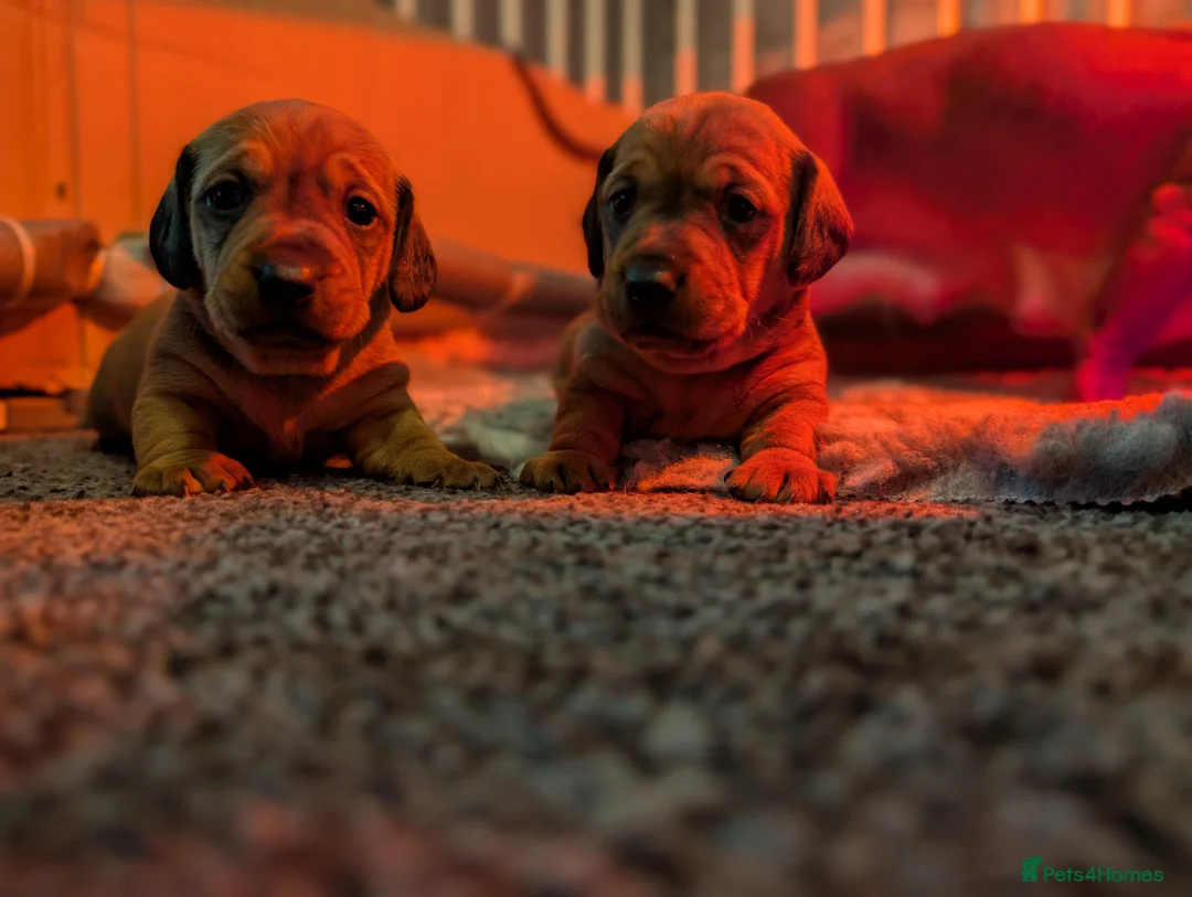 Mixed Breed dogs for sale: Dachshund cross pug puppies in Huddersfield - Advert 22