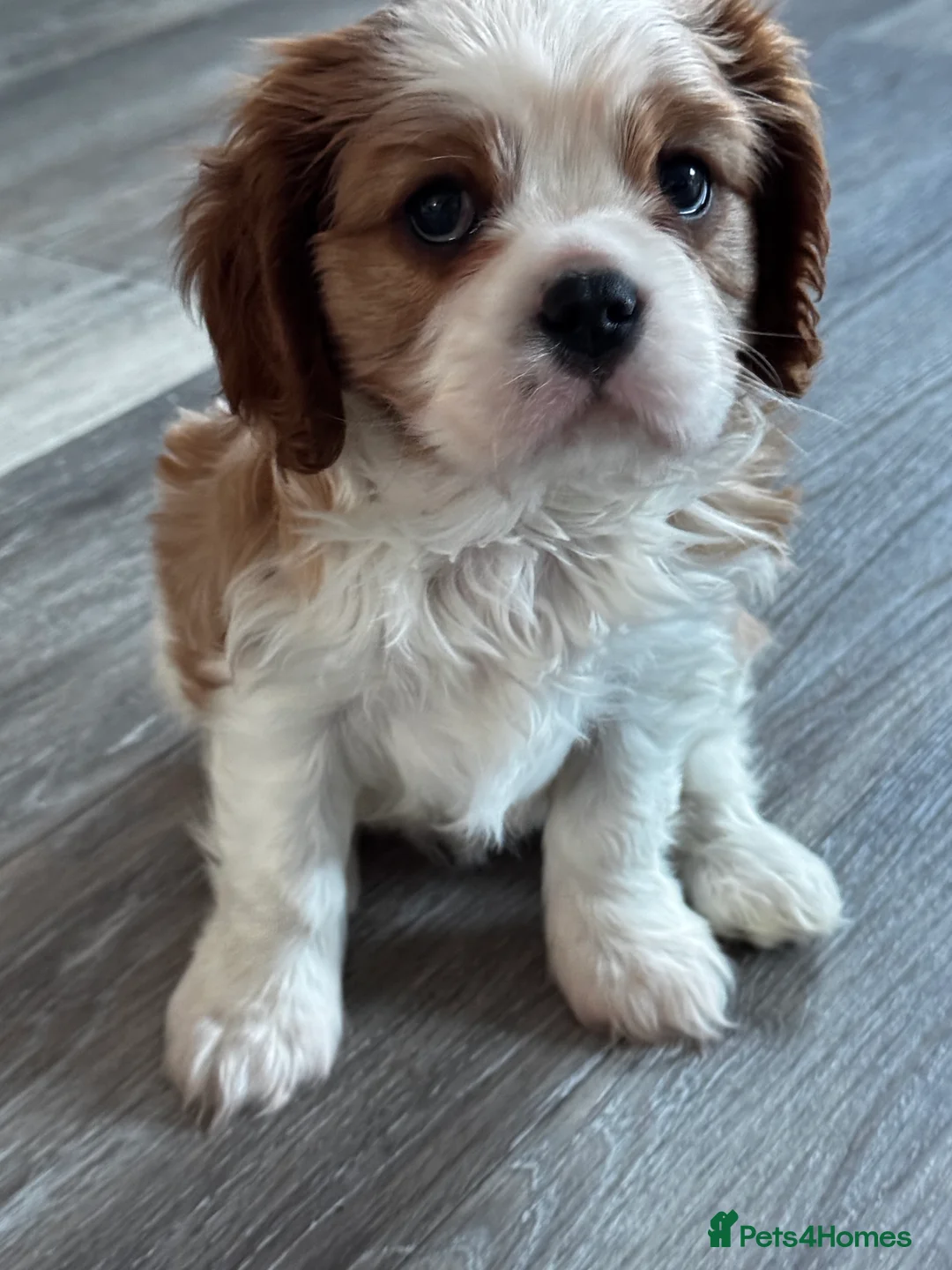 Cavalier King Charles Spaniel dogs for sale: 2 amazing girls Cavalier King Charles Spaniels  - Advert 11