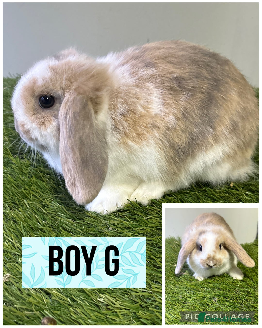Mini Lop rabbits for sale: Beautiful, friendly mini lops 9 weeks old  - Advert 4