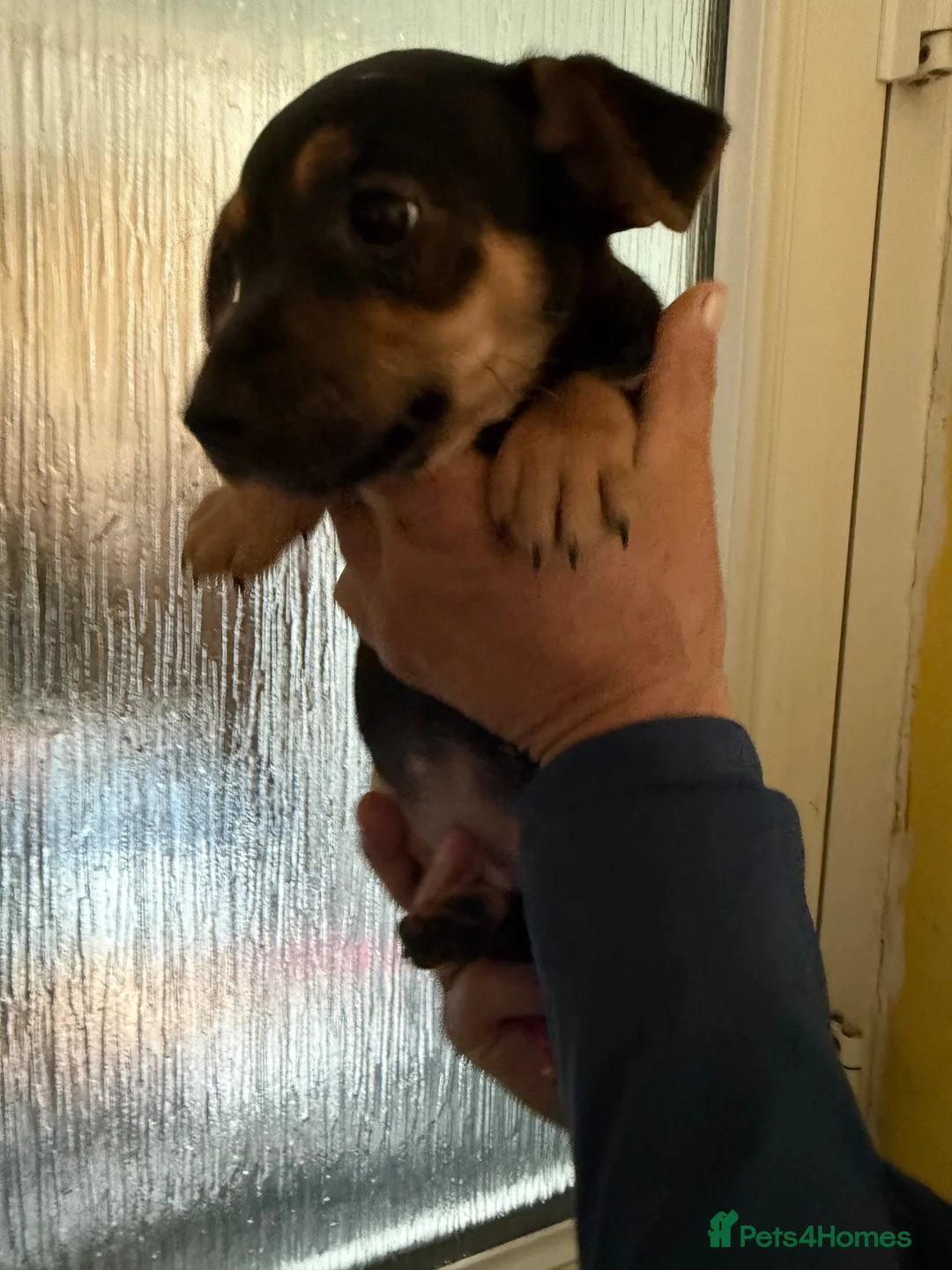 Jack Russell dogs for sale: Last female Jack russel puppy  in South Molton - Advert 4