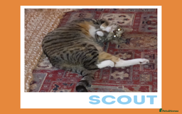 Mixed Breed cats for adoption: Scout — Playful Young Cat - Image 3