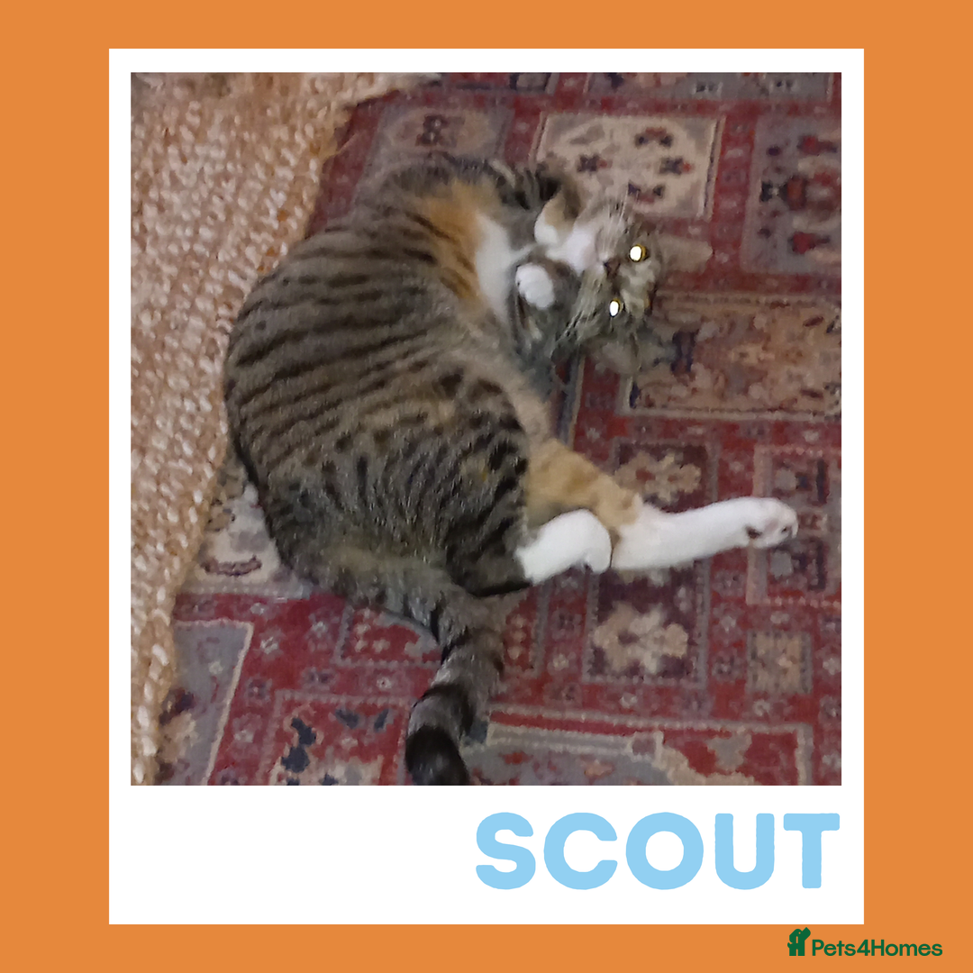 Mixed Breed cats for adoption: Scout — Playful Young Cat - Image 3