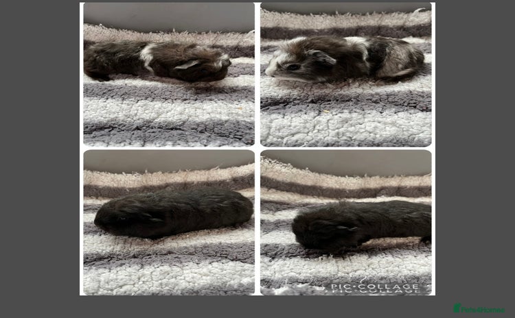 Guinea Pig rodents - Advert 12