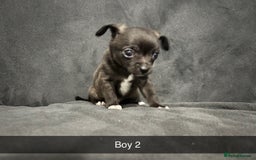 Chorkie dogs for sale: For sale  - Advert 10