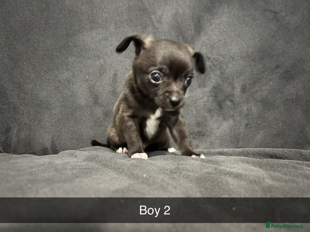 Chorkie dogs for sale: For sale  - Advert 10