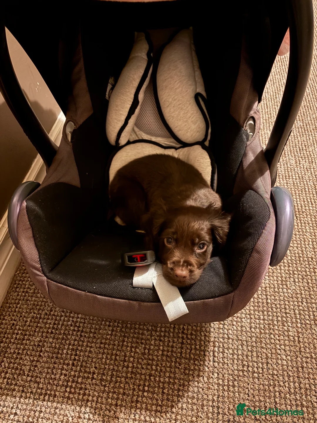 Cocker Spaniel dogs for sale: Beautiful chocolate Cocker spaniels  - Advert 2