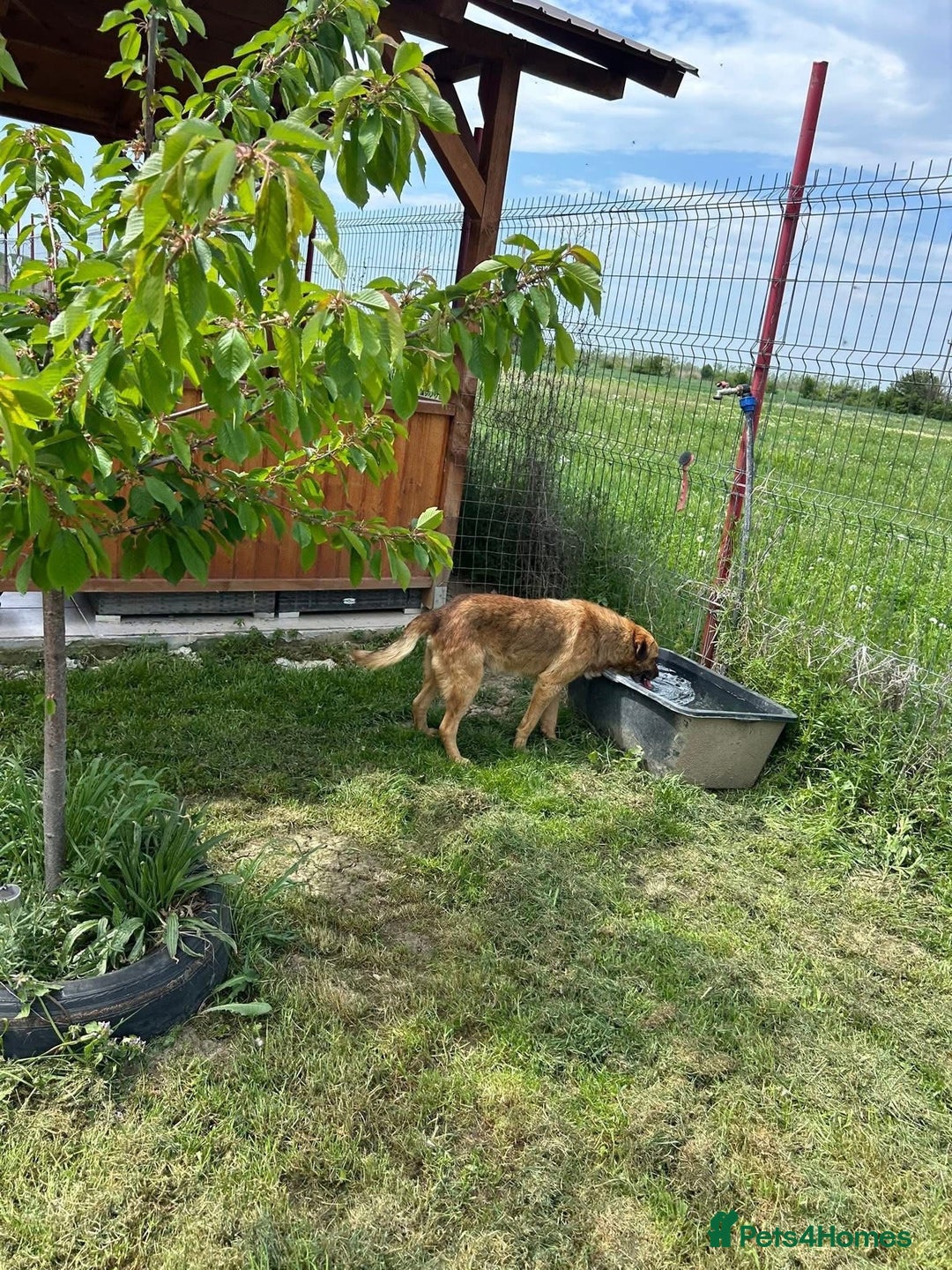 Mixed Breed dogs for adoption: Cyril - Fakenham Norfolk  - Advert 5