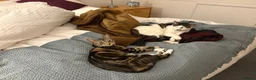Mixed Breed cats for sale: Brown Tabby cat up for adoption!<3 in Oxford - Advert 11
