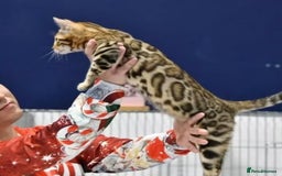 Bengal cats for sale: Stunning brown TICA reg boy bengal kitten - Image 21