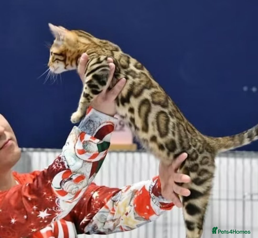 Bengal cats for sale: Stunning brown TICA reg boy bengal kitten - Image 21