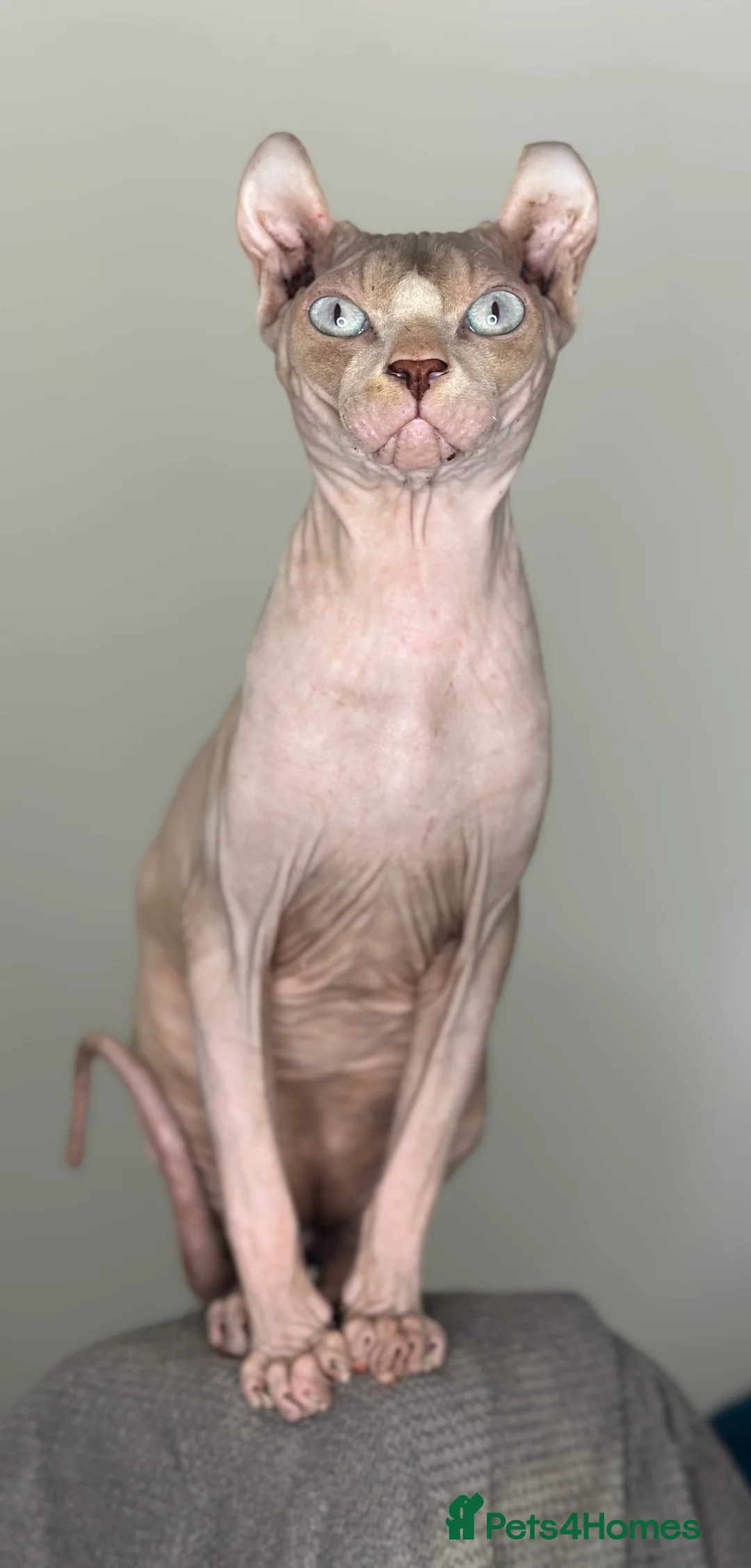 Sphynx cats for stud: **STUD Red elf sphynx ** - Advert 2