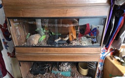 Python Snake reptiles for sale: 3 adult Royal pythons and 4' vivariums  - Image 3