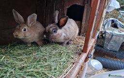 Mixed Breed rabbits for sale: Super cute bunny babies 🐰😍🐰 - Image 11
