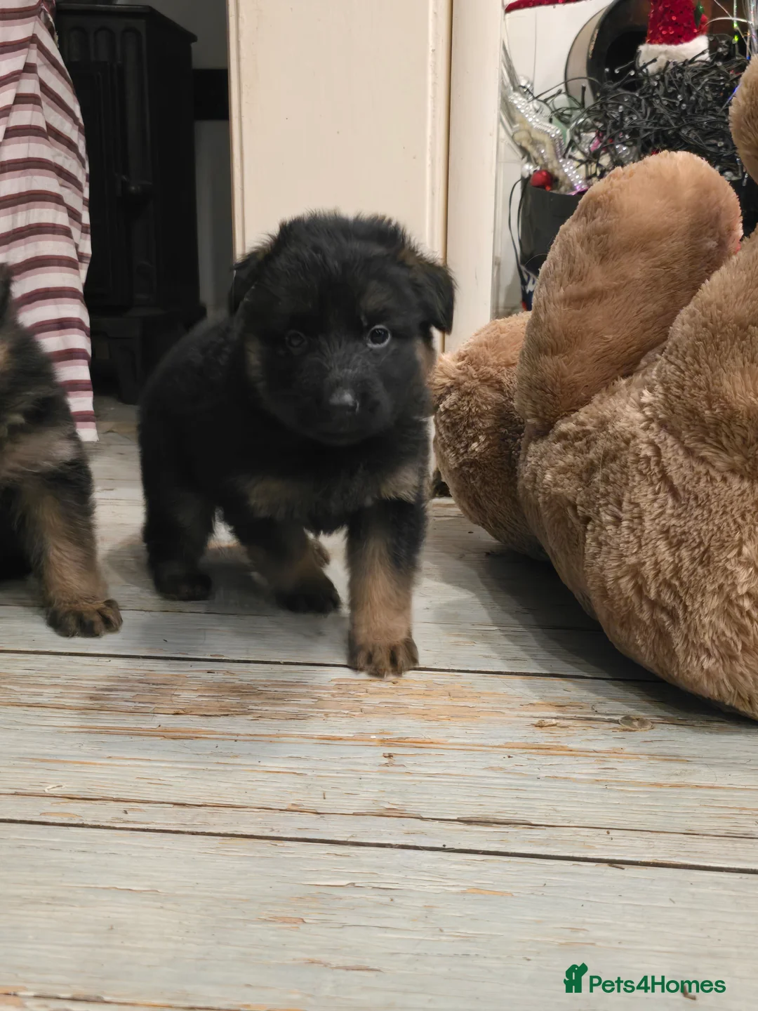 German Shepherd dogs for sale: German shepherd long hair strach back - Advert 10