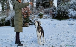 Huskita dogs for stud: Handsome Booboo in Stockport - Image 11