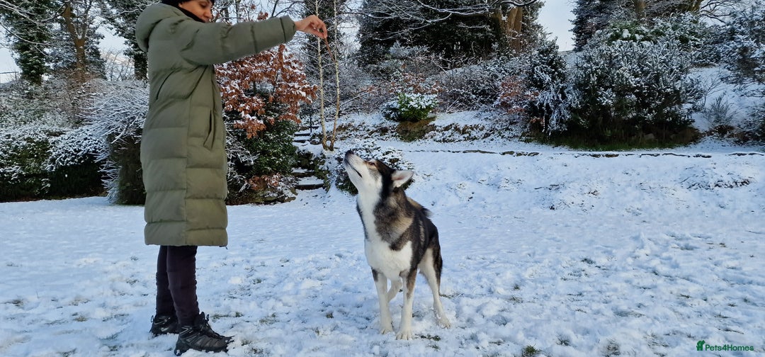 Huskita dogs for stud: Handsome Booboo in Stockport - Image 11