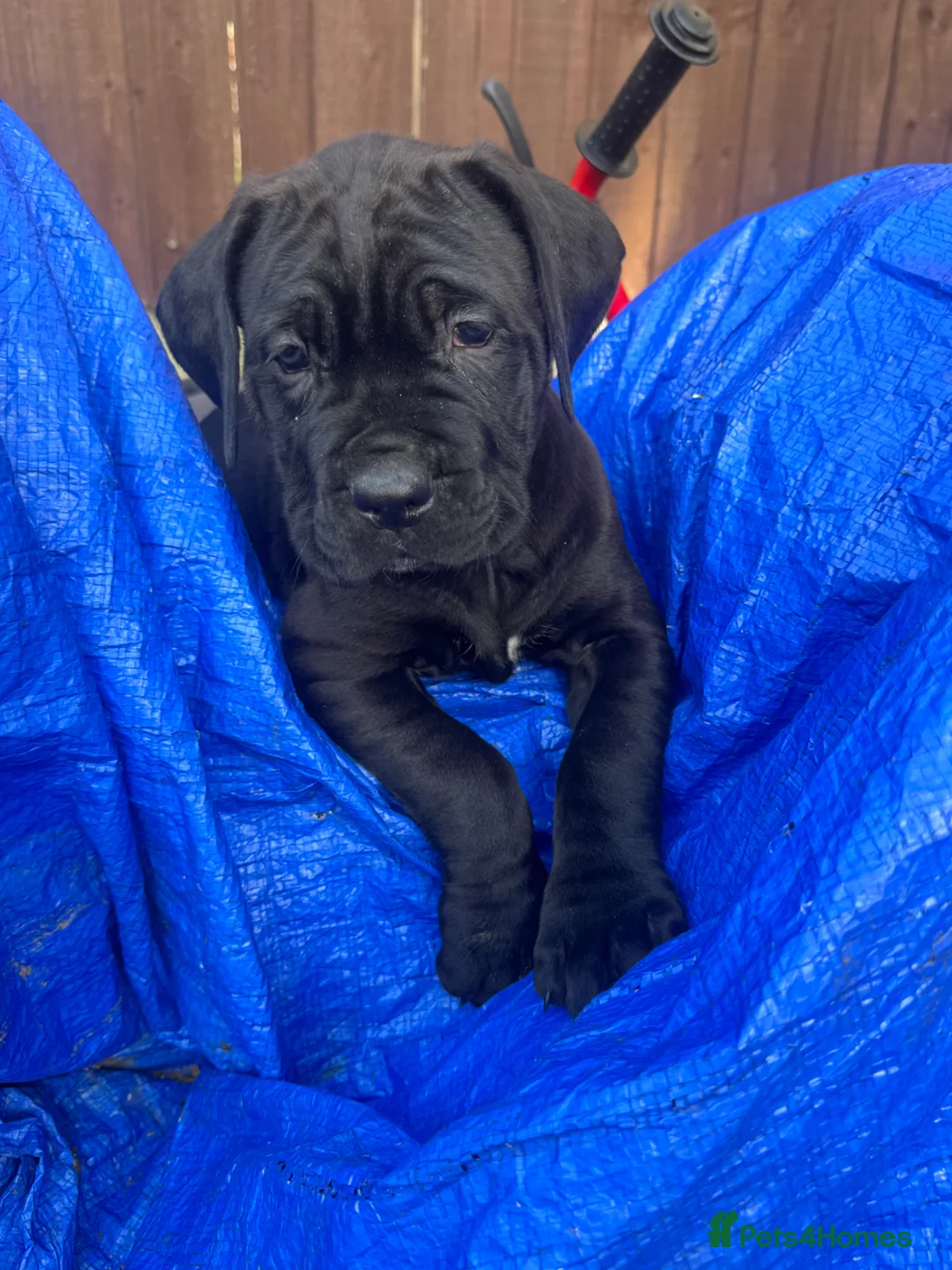 Cane Corso dogs for sale: 4 cane corso left - Advert 2