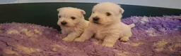 West Highland Terrier dogs for sale: Stunning West Highland Terrier Puppies - Advert 14