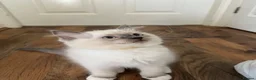 Ragdoll cats for sale: Pure Ragdoll kitten  - Advert 5