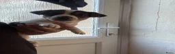 Jack Russell dogs for sale: 8 tradational Jack Russell puppys  - Advert 17