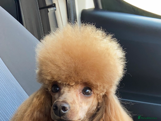 Toy Poodle dogs Kc Reg, full health tested stunning toy poodle in Waterlooville - Advert 11