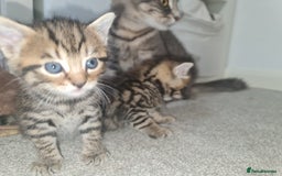 Mixed Breed cats for sale: 3 boy kittens for sale - Image 6