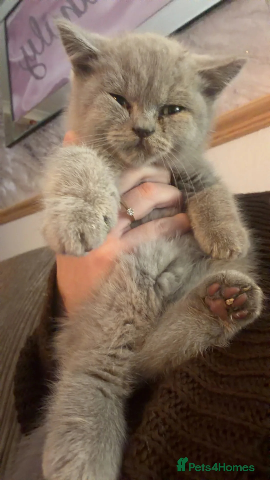 Brazilian Shorthair cats for sale: 2 male BSH kittens  - Advert 2