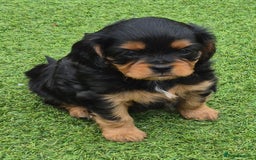 Cavapoo dogs for sale: Cavapoo puppies available from 27.9.25 - Image 13