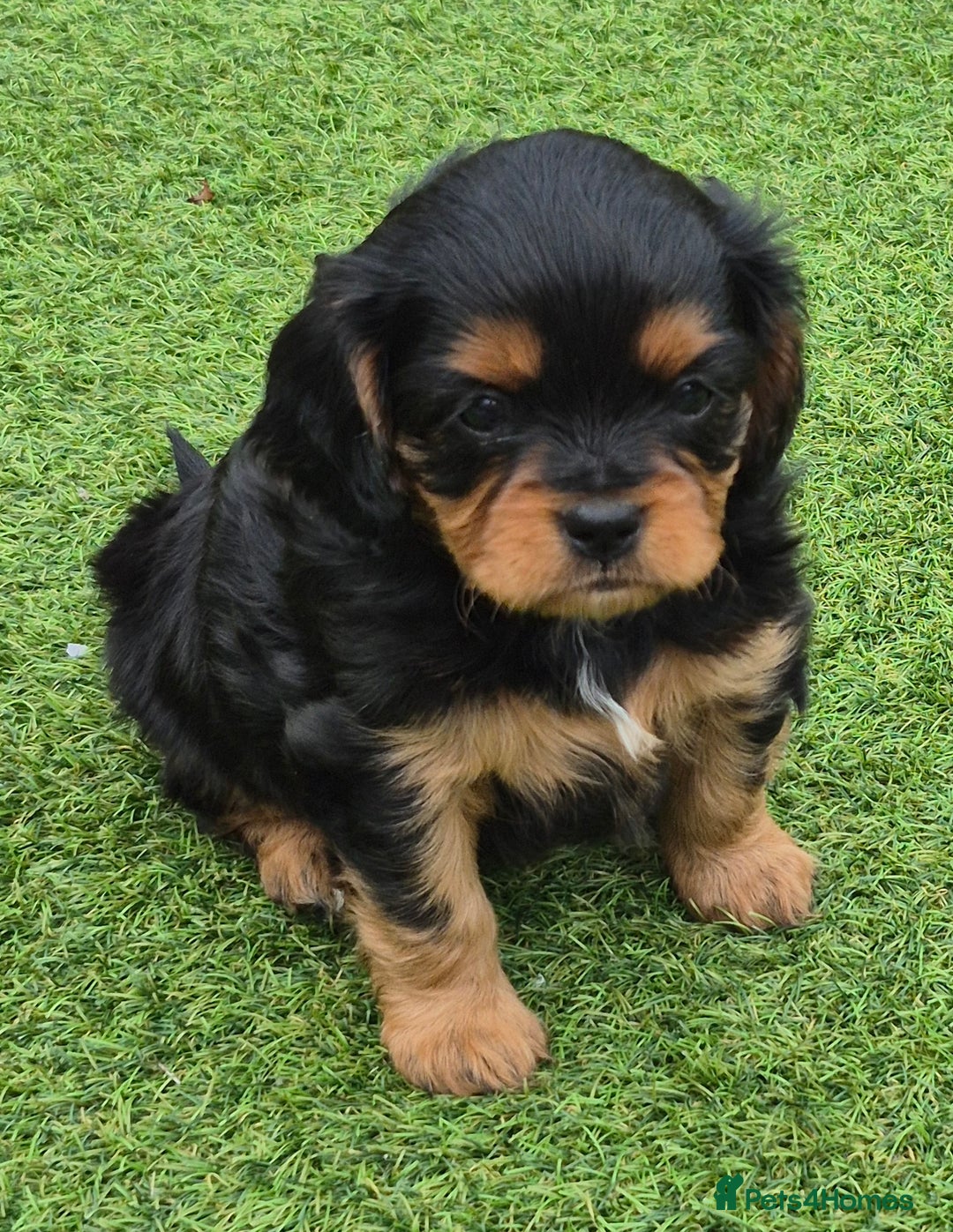 Cavapoo dogs for sale: Cavapoo puppies available from 27.9.25 - Image 13
