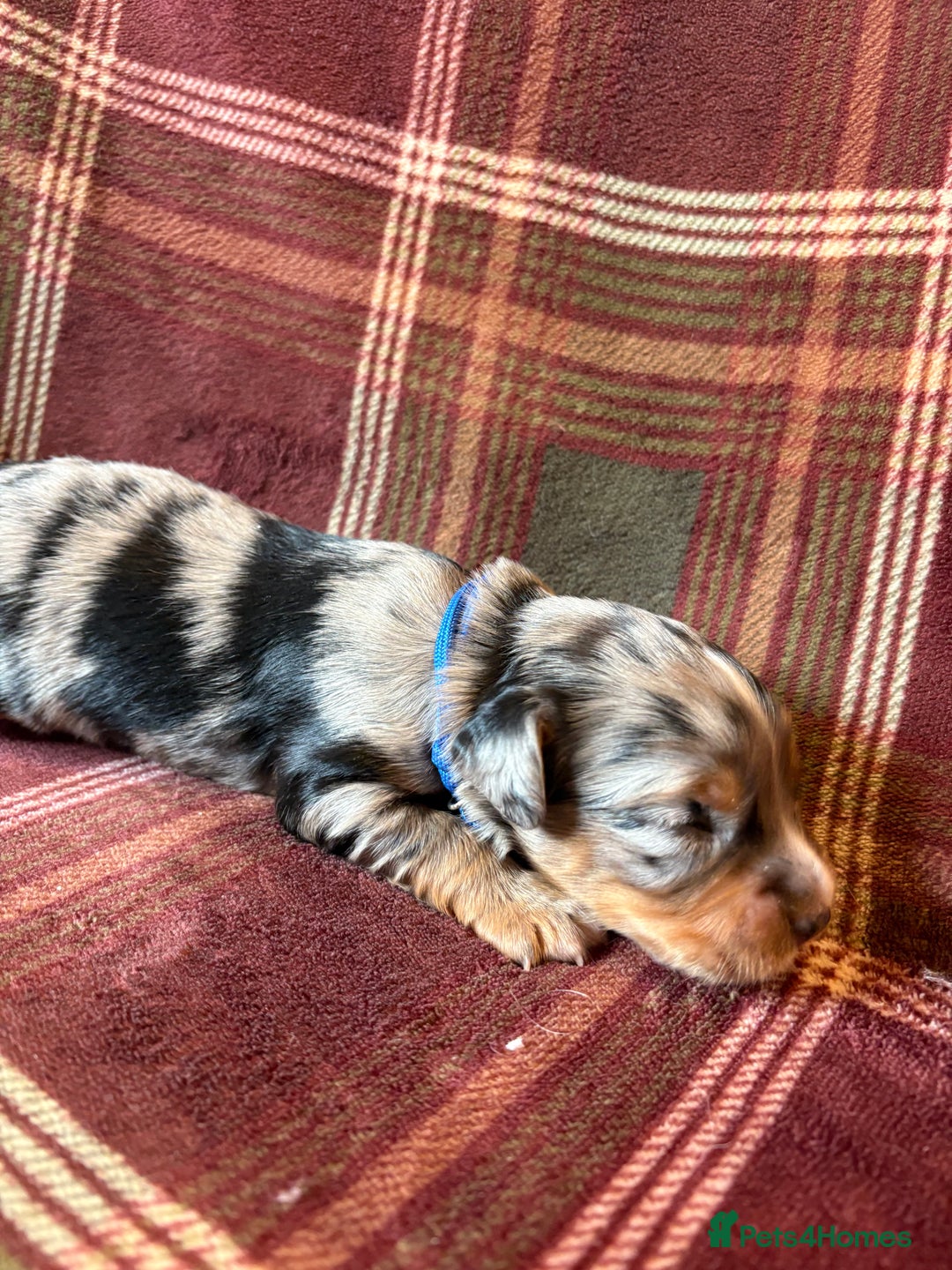 Mixed Breed dogs for sale: Beautiful Cocker X Puppies  - Advert 15