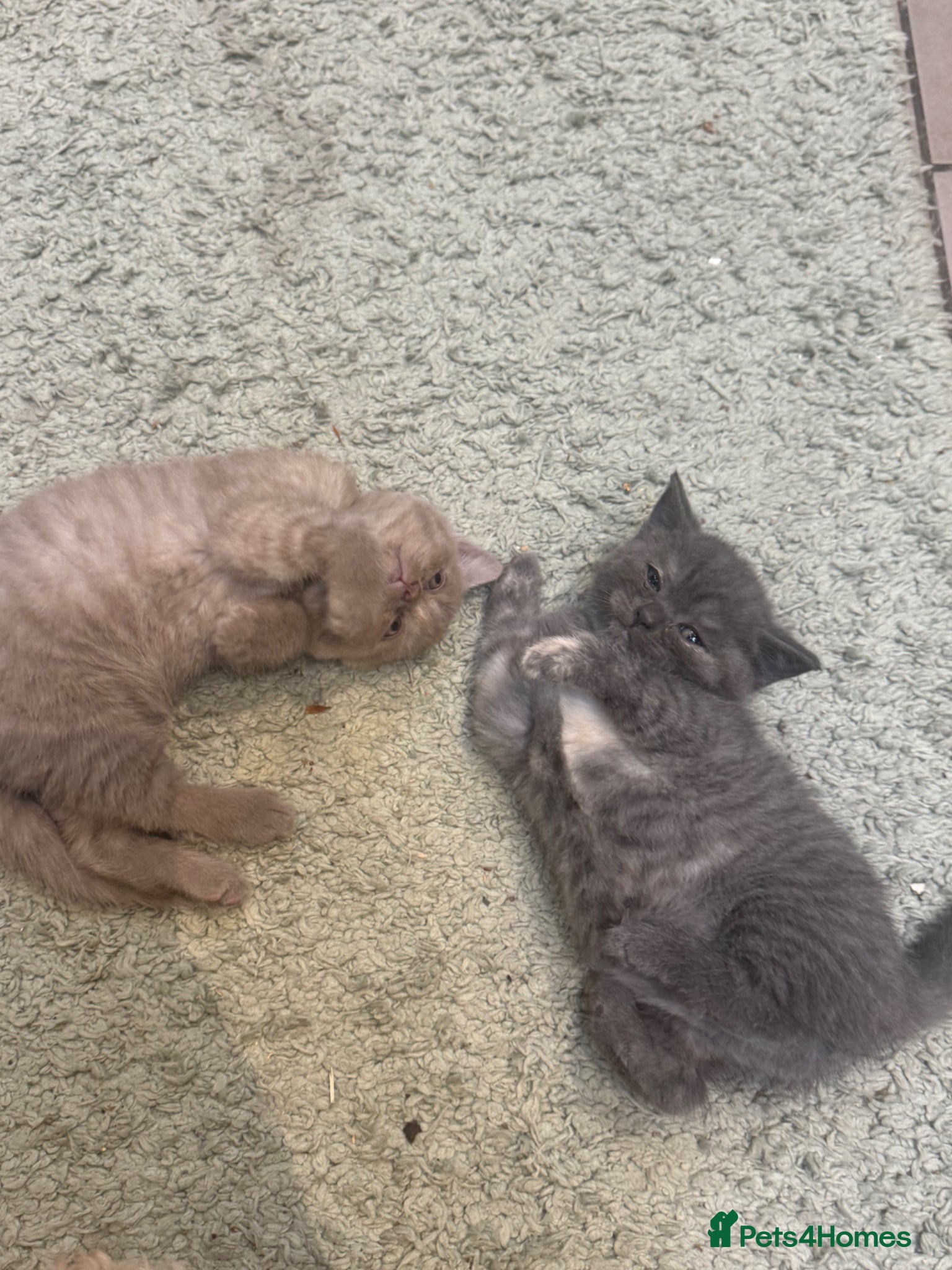 British Shorthair cats for sale: 2 beautiful British Shorthair Girls 🐾 - Advert 6