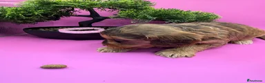 Cockapoo 3