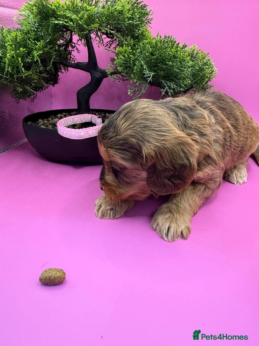 Cockapoo dogs for sale: F1 cockapoos beautiful selection of colours in Harleston - Advert 15