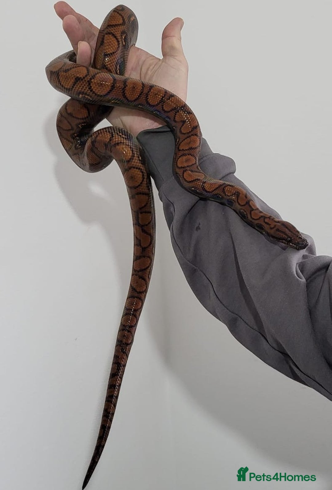 Boa Snake reptiles for sale: CB23 Brazilian rainbow boa unsexed - Advert 2