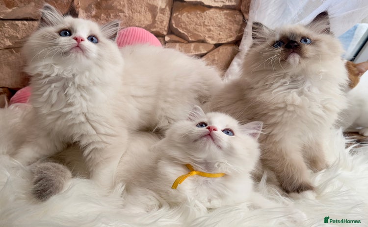 Ragdoll cats - Advert 8