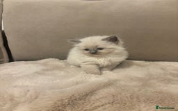 Ragdoll cats for sale: GCCF champion bloodline seal point Ragdollls - Image 12
