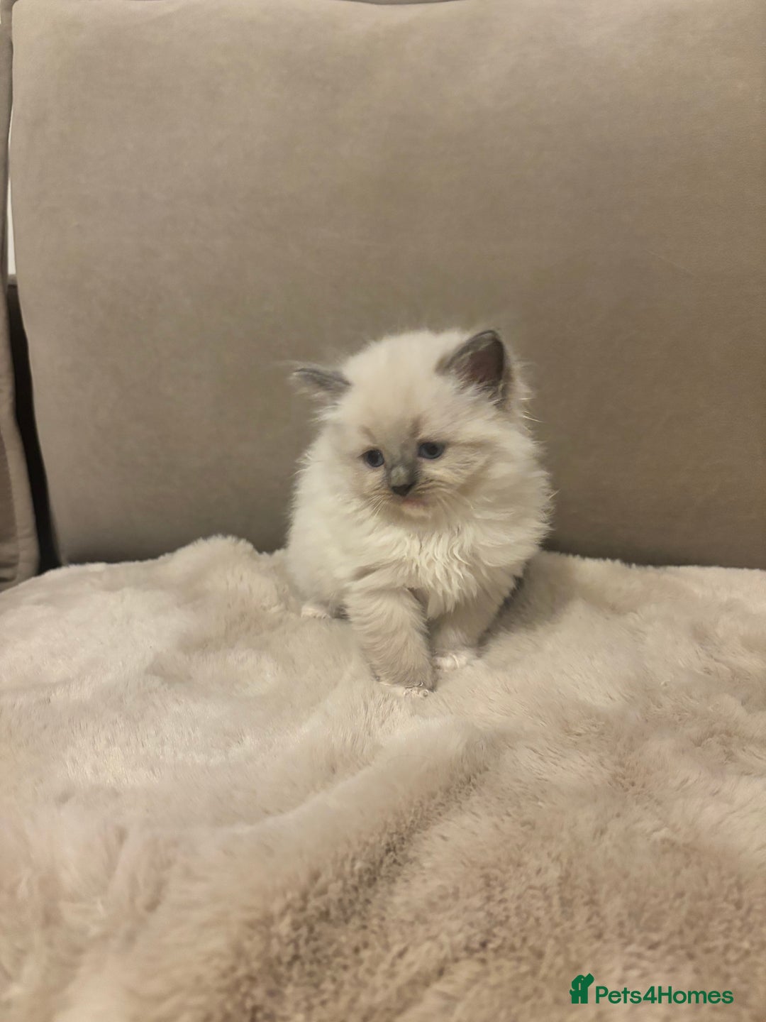 Ragdoll cats for sale: GCCF champion bloodline seal point Ragdollls - Image 12
