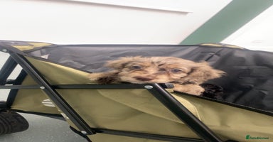 Cockapoo dogs 8 beautiful F1 cockerpoos. 6 weeks old - Advert 16