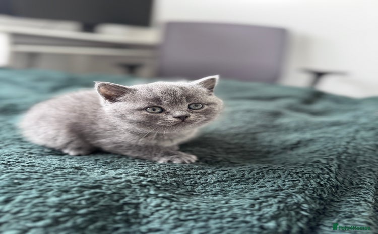 British Shorthair cats - Advert 1