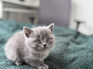 British Shorthair cats - Advert 18