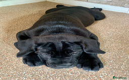 Cane Corso dogs for sale: Champion Lines Cane Corso puppies for sale - Image 19