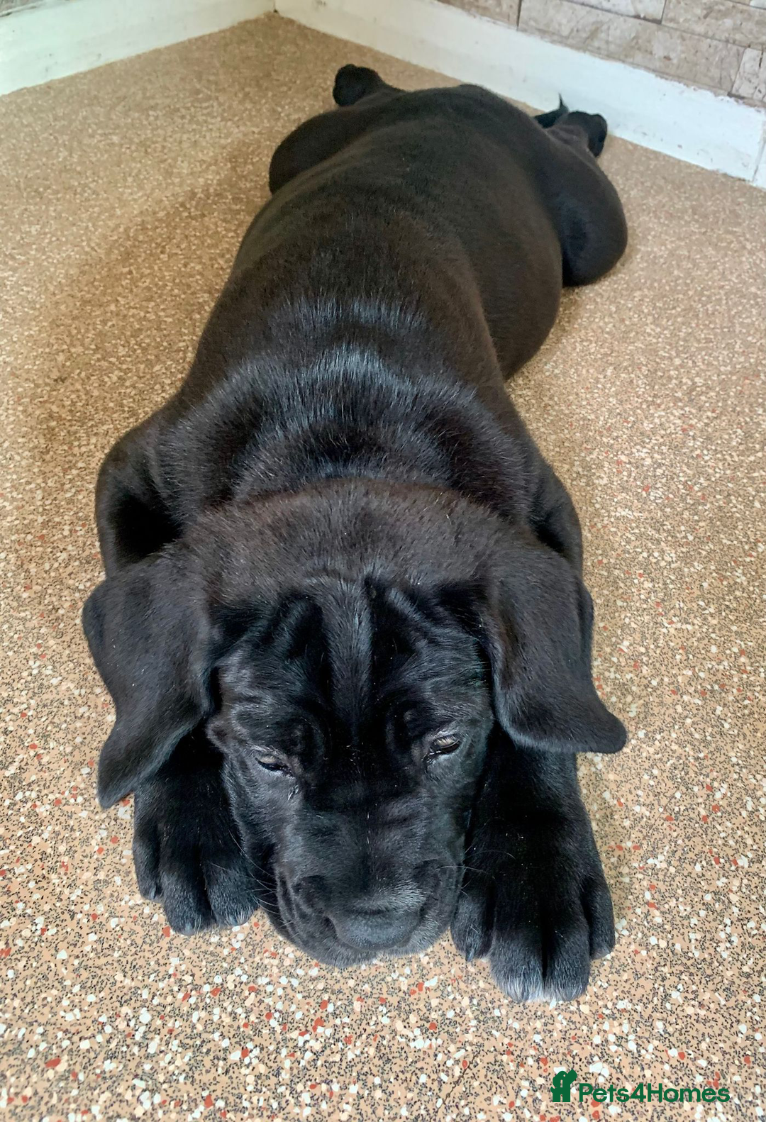 Cane Corso dogs for sale: Champion Lines Cane Corso puppies for sale - Image 19