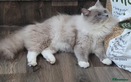 Ragdoll cats for sale: 2 Mink & 1 Blue Point Fluffy Babies  - Image 9