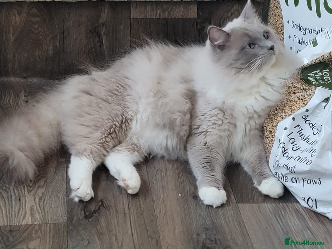 Ragdoll cats for sale: 2 Mink & 1 Blue Point Fluffy Babies  - Image 9