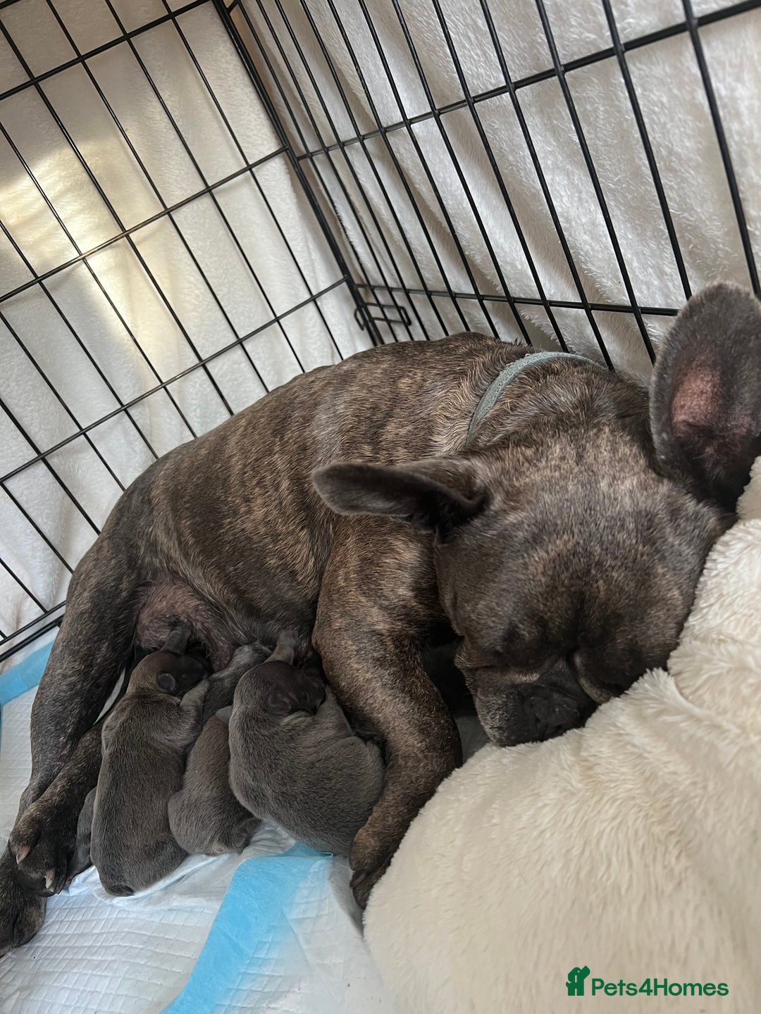 French Bulldog dogs for sale: KC Registered French Bulldogs  - Image 12