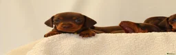 Miniature Dachshund dogs for sale: KC HEALTH TESTED MINIATURE DACHSHUNDS- LICENSED  - Advert 5