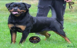 Rottweiler dogs for sale: Beautiful Female Rottweiler For Pet/Show Homes - Advert 4